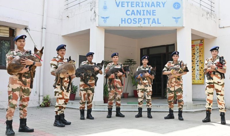 ITBP Veterinary Staff Recruitment